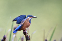 カワセミブルー 3