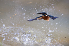 水中遊泳