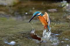 しまった葉っぱだ！