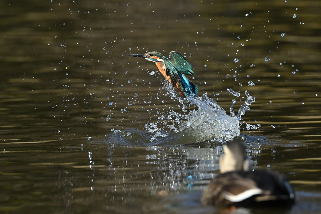 鴨に見られて空振り