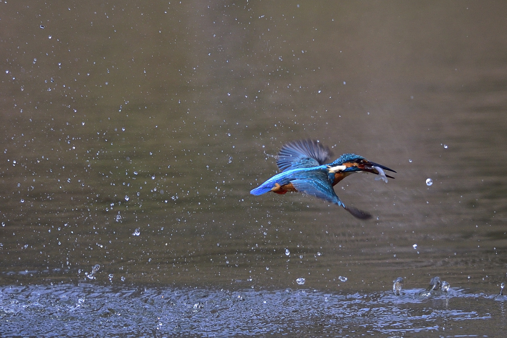 捕ったぞー 2017_4