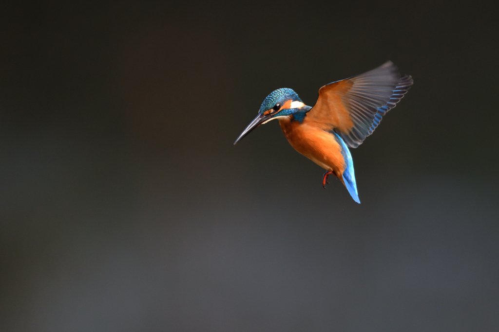 ホバ三昧 2020_45