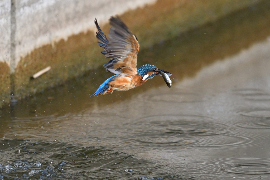 捕ったぞ 2017_24