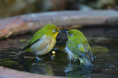 氷上のにらみ合い