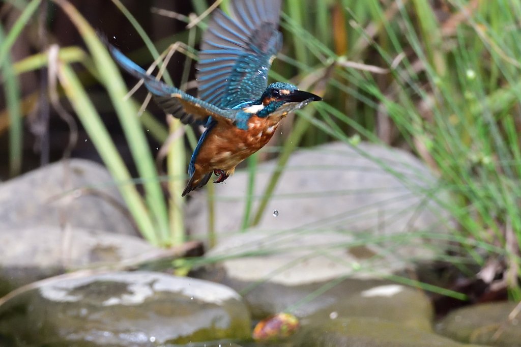 えびゲット 2019_39