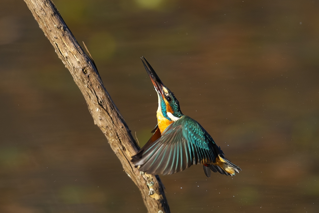 エビ反って上昇