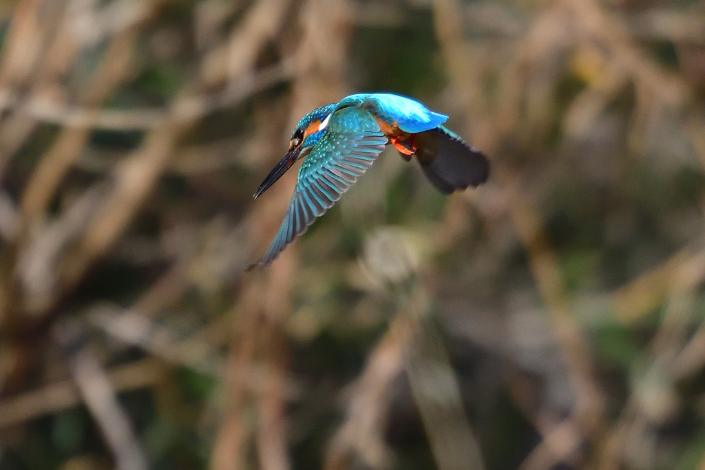 ロックオン 2019_4