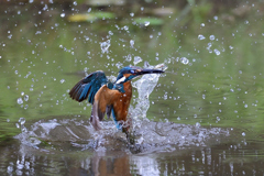 お魚ゲット 2020_28