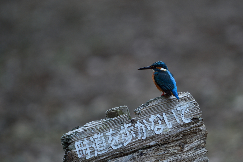 畦道を歩きません