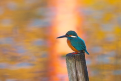紅葉の映り込みを背景に