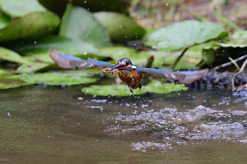 ザリガニ ゲット 2020_15