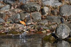 カメカワ カメカワ