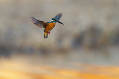 モーニング　ホバ