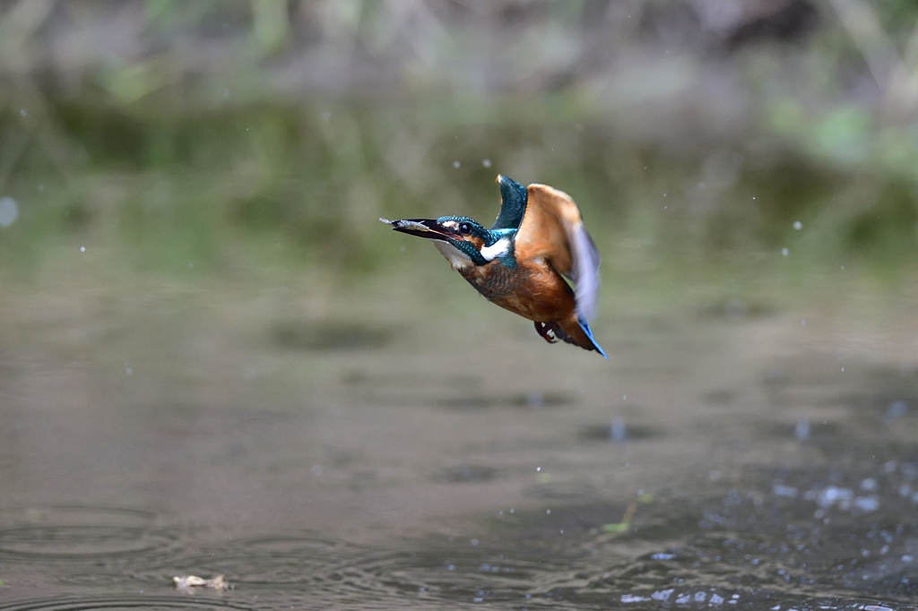 えびゲット 2019_14