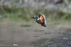 えびゲット 2019_14