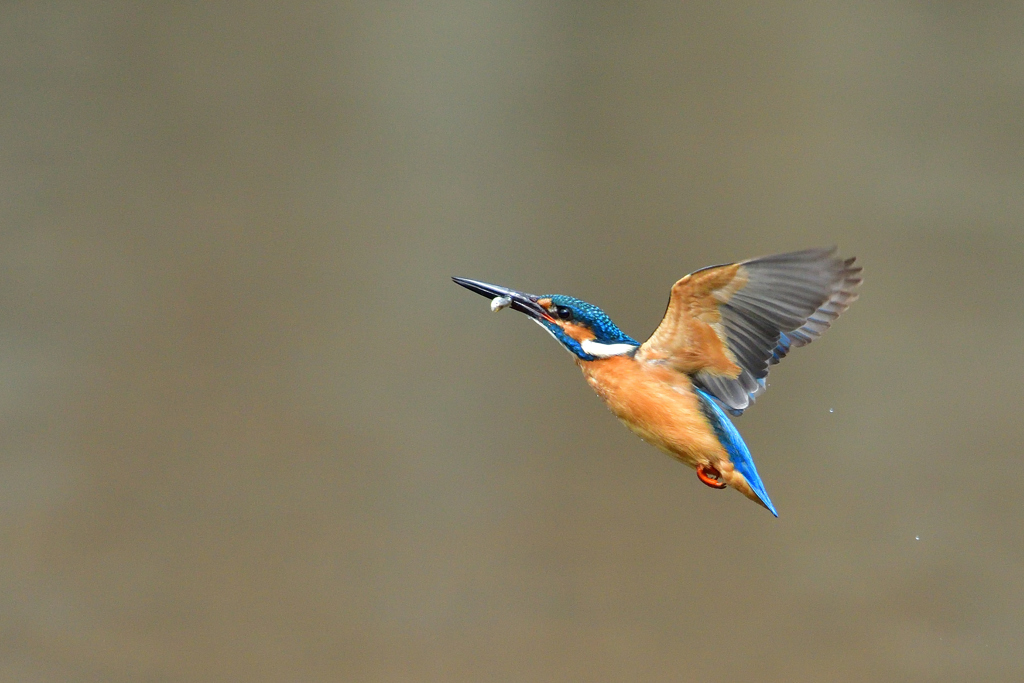 ダイブ戻り 2018_4