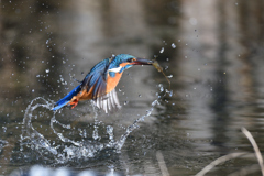 えびゲット 2020_13