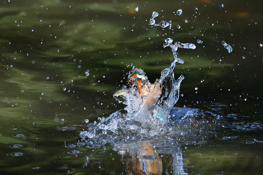 お魚ゲット 2021_86