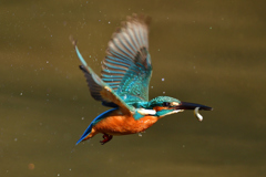 お魚ゲット 2020_18