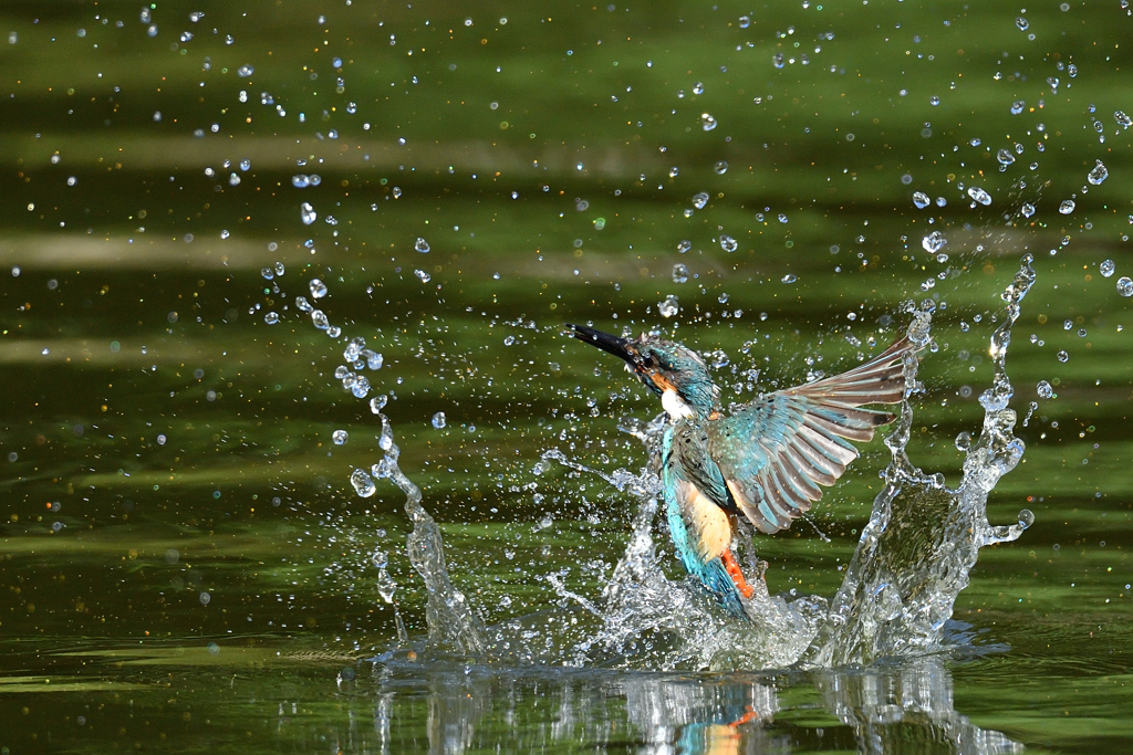 スプラッシュ 2021_50