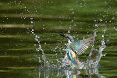 スプラッシュ 2021_50