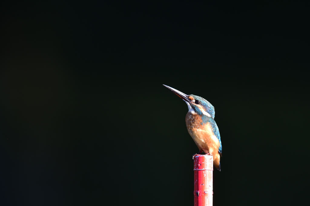 朝日のスポットライト 1