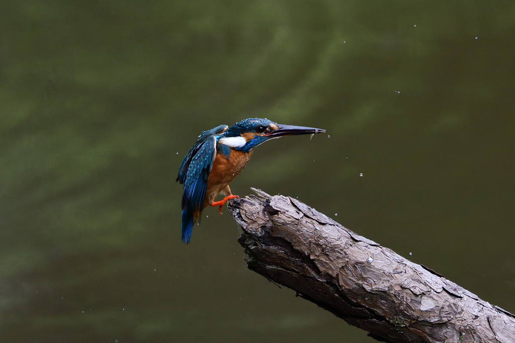 うーむ！小さい