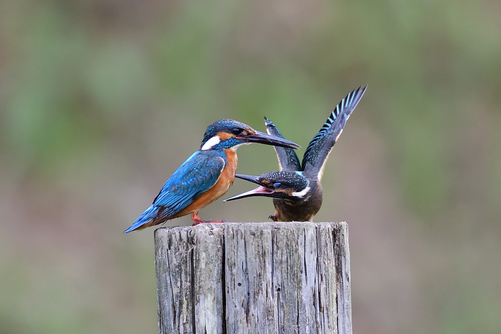 父子 1 （魚をねだると）
