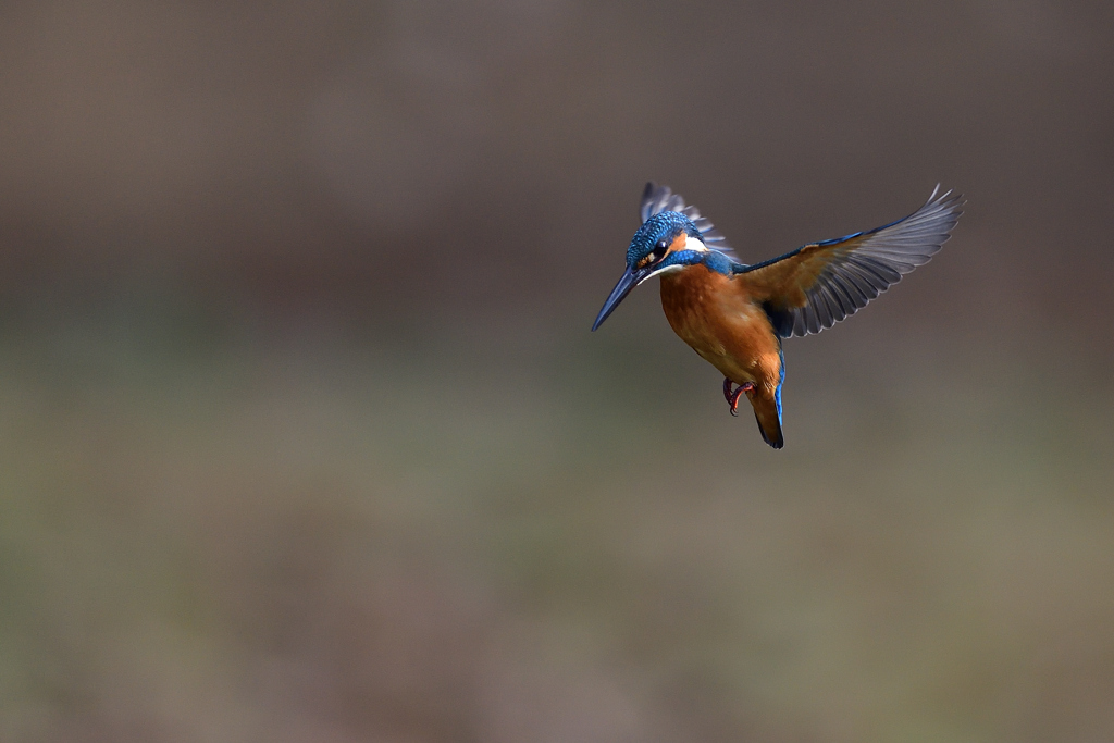 ホバリング 2021_３