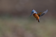 ホバリング 2021_３