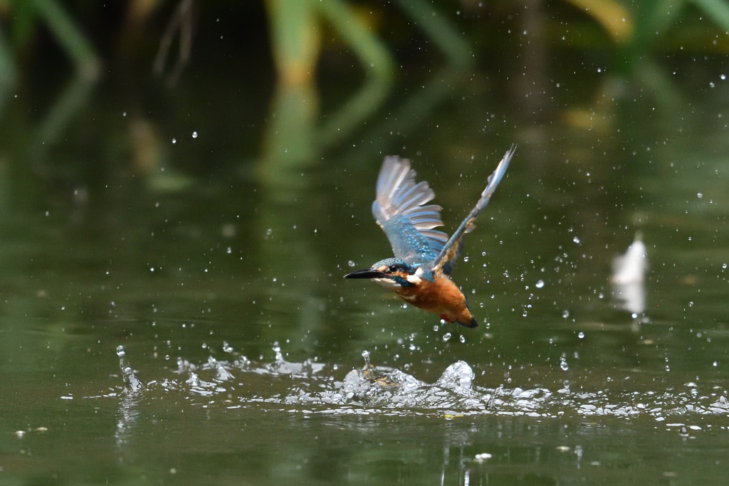 狩り失敗 2017_13