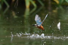 狩り失敗 2017_13