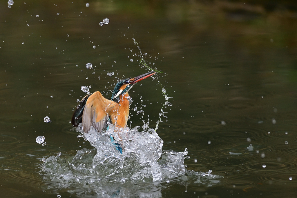 スプラッシュ 2021_14