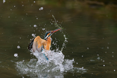 スプラッシュ 2021_14