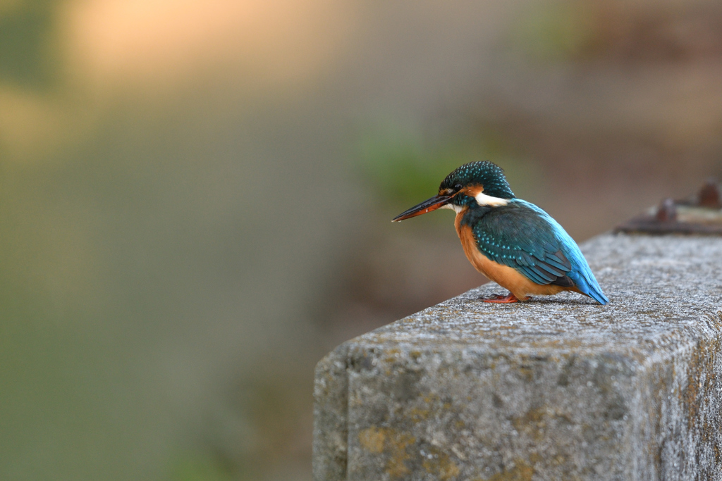 姫クチバシ汚れてますよ