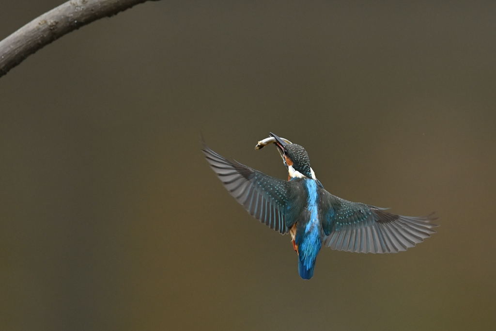 止まり木めざし