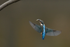 止まり木めざし