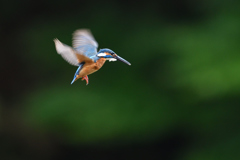 ホバ三昧 2018_50