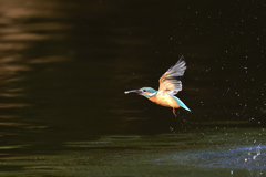 お魚ゲット 2021_94