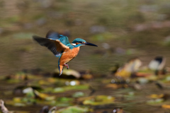 ホバリング 2021_52