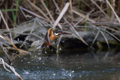 捕ったぞ　2017_20