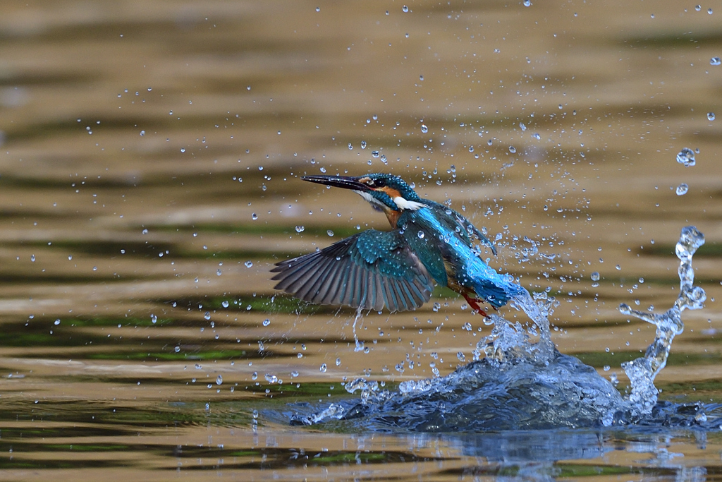 スプラッシュ 2021_20