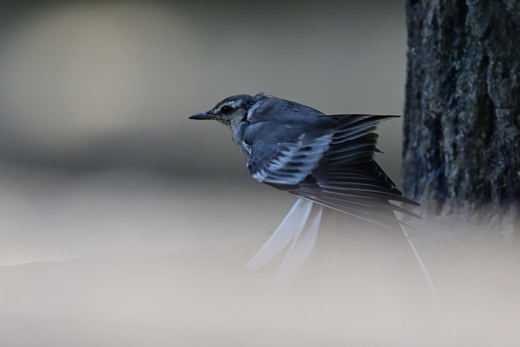 セキレイ幼鳥
