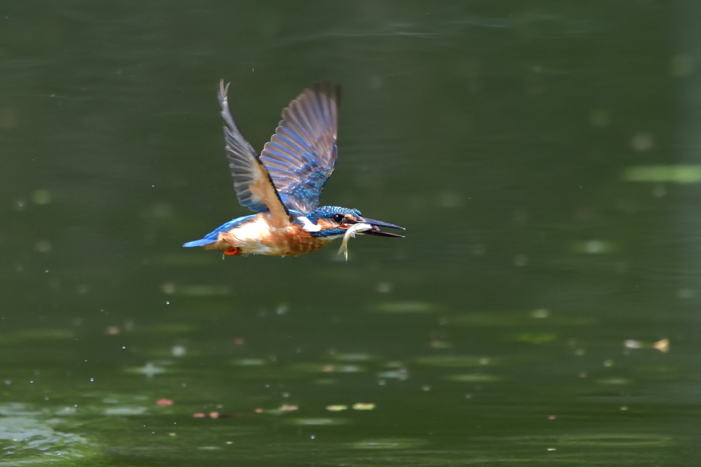 お魚ゲット 2018_79