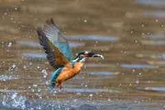 お魚ゲット 2018_35