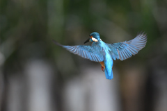 ホバリング 2021_39