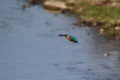 えびゲット 2020_12