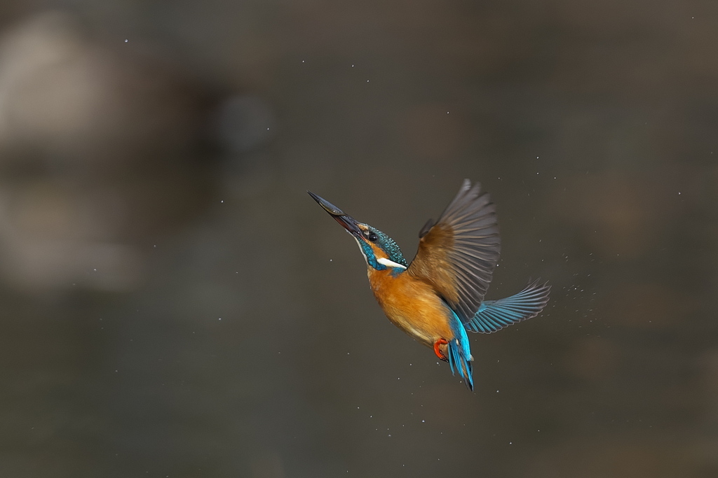 小エビ ゲット 2