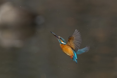 小エビ ゲット 2