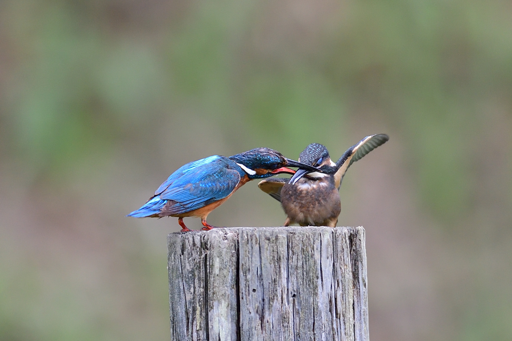 父子 4（口を塞がれる）